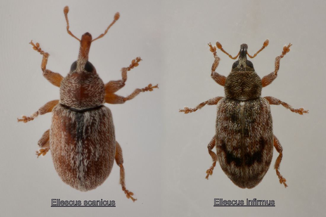 Curculionidae: Ellescus infirmus?  S !